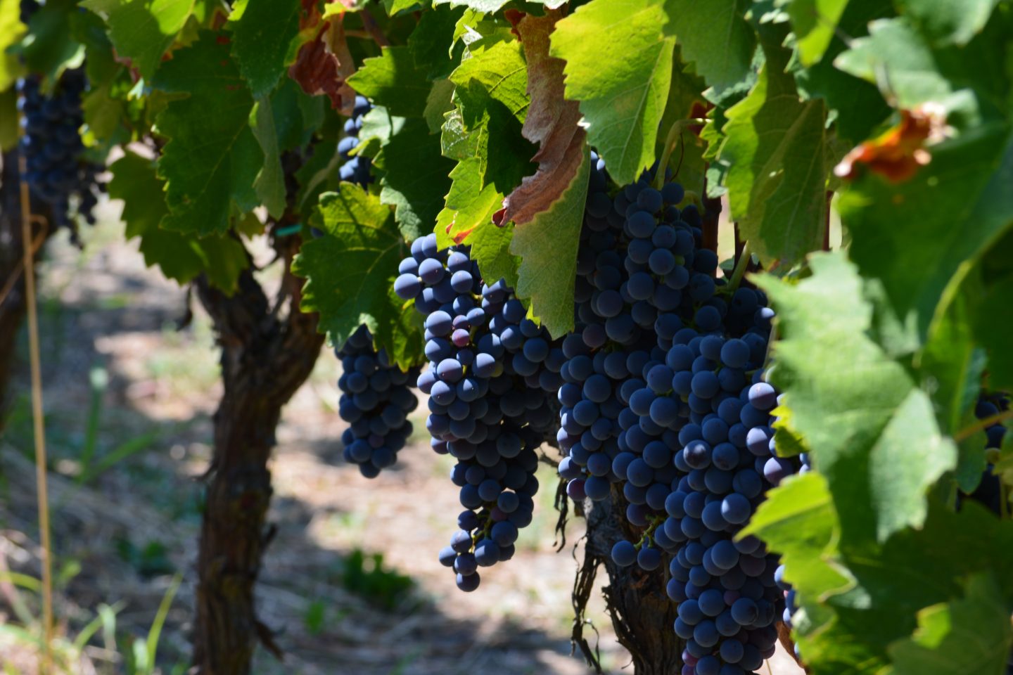 Peloponnese Wine Roads – Discover Wine-tourism destinations